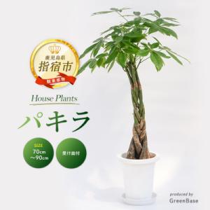 ふるさと納税 指宿市 【観葉植物】パキラ70cm〜90cm(014-1445)