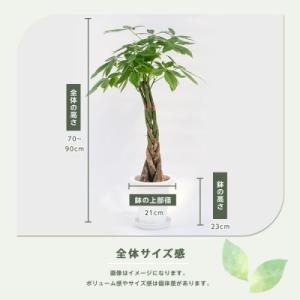 ふるさと納税 指宿市 【観葉植物】パキラ70c...の詳細画像2