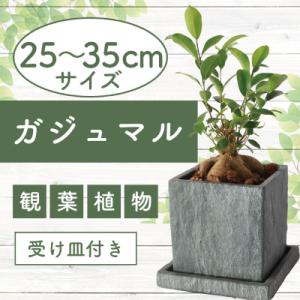 ふるさと納税 指宿市 【観葉植物】ガジュマル 25cm〜35cm(014-1387)