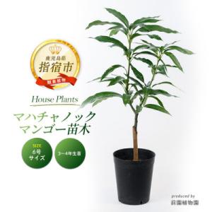 ふるさと納税 指宿市 【観葉植物】マハチャノックマンゴー苗木6号ポット3〜4年生(025-1482)