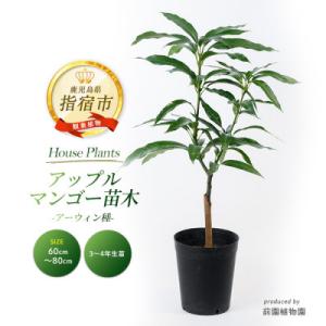 ふるさと納税 指宿市 【観葉植物】アップルマンゴー苗木6号ポット(アーウィン種)3〜4年生苗(IB002-004)