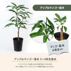 ふるさと納税 指宿市 【観葉植物】アップルマン...の詳細画像1