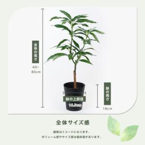 ふるさと納税 指宿市 【観葉植物】アップルマン...の詳細画像2