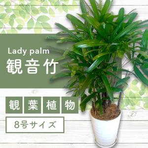 ふるさと納税 指宿市 【観葉植物】 観音竹 8号鉢 (035-1502)