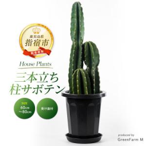 ふるさと納税 指宿市 【観葉植物】三本立ち柱サボテン60cm〜80cm(027-1507)