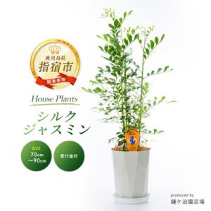 ふるさと納税 指宿市 【観葉植物】シルクジャスミ...の商品画像