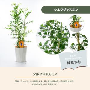 ふるさと納税 指宿市 【観葉植物】シルクジャス...の詳細画像1
