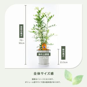 ふるさと納税 指宿市 【観葉植物】シルクジャス...の詳細画像2
