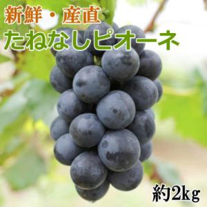 ふるさと納税 有田川町 [新鮮・産直]和歌山県有田巨峰村の朝採りたねなしピオーネ約2kg　【先行予約...