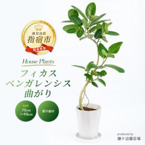 ふるさと納税 指宿市 【観葉植物】フィカス・ベンガレンシス曲がり70cm〜90cm(IB086-00...