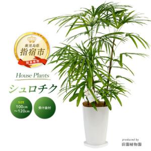ふるさと納税 指宿市 【観葉植物】シュロチク100cm〜120cm(IB002-013)