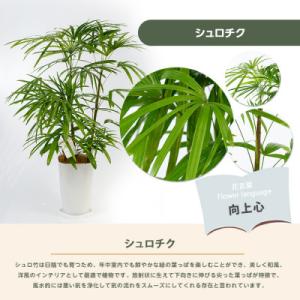 ふるさと納税 指宿市 【観葉植物】シュロチク1...の詳細画像1
