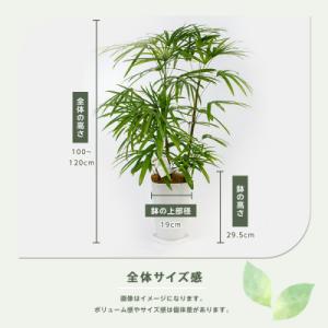 ふるさと納税 指宿市 【観葉植物】シュロチク1...の詳細画像2