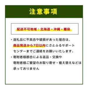 ふるさと納税 指宿市 【観葉植物】シュロチク1...の詳細画像3