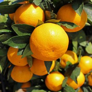 ふるさと納税 観音寺市 2026年度　田口早生みかん フリーサイズ(2S〜L) 約5kg