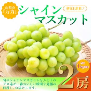 ふるさと納税 山梨市 【2026年発送 先行受付】シャインマスカット2房 (計1kg程度) 生産者直...