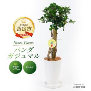 ふるさと納税 指宿市 【観葉植物】パンダガジュマル65cm〜75cm(045-1451)