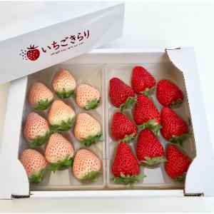 ふるさと納税 久留米市 特別栽培 白いちご 淡雪と旬のいちご詰め合わせ紅白セット (ふくおかエコ農産...
