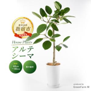 ふるさと納税 指宿市 【観葉植物】アルテシーマ幹朴60cm〜80cm(016-1365)