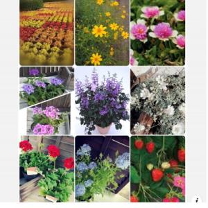 ふるさと納税 上郡町 季節のお花お任せ24苗セットの詳細画像3