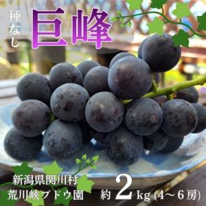 ふるさと納税 関川村 【先行予約】ぶどうの王様!種なし巨峰 約2kg [荒川峡ブドウ園]