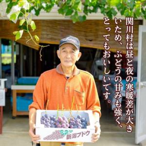 ふるさと納税 関川村 【先行予約】ぶどうの王様...の詳細画像1