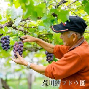 ふるさと納税 関川村 【先行予約】ぶどうの王様...の詳細画像2