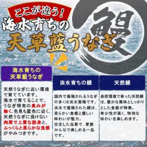 ふるさと納税 宇城市 希少!数量限定!海水育ち...の詳細画像1