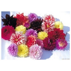 ふるさと納税 川西町 川西町産　ダリア切花　中輪〜中大輪(約17cm〜21cm前後)20本　※9月〜10月出荷予定