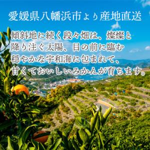 ふるさと納税 八幡浜市 小さいみかんを厳選!愛...の詳細画像2