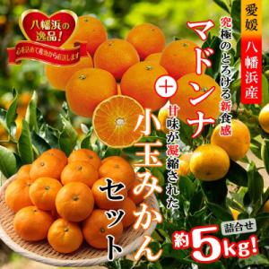 ふるさと納税 八幡浜市 2026年11月発送開始　ぷるぷる新食感!「マドンナ」+濃厚!「小玉みかん」約5kg【D39-32】