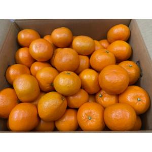 ふるさと納税 三豊市 希少な柑橘「はれひめ」約10kg