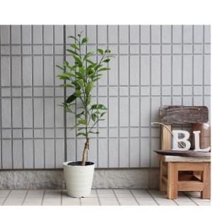 ふるさと納税 朝倉市 温州みかん　宮川早生　鉢植え