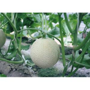 ふるさと納税 木曽岬町 木曽岬産マスクメロン ...の詳細画像1