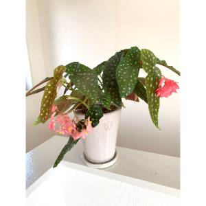 ふるさと納税 府中市 ベゴニアのパイオニア　花郷園オリジナル　木立性ベゴニア「流れ星」