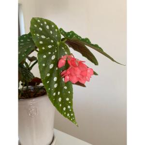ふるさと納税 府中市 ベゴニアのパイオニア 花...の詳細画像1
