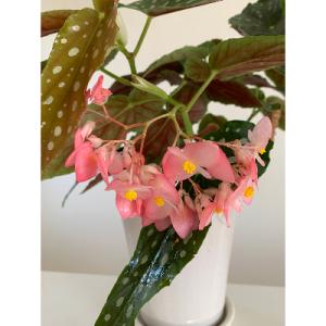ふるさと納税 府中市 ベゴニアのパイオニア 花...の詳細画像2