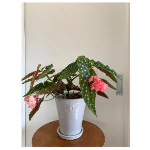 ふるさと納税 府中市 ベゴニアのパイオニア 花...の詳細画像3