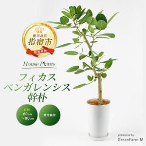 ふるさと納税 指宿市 【観葉植物】フィカスベンガレンシス幹朴60cm〜80cm(IB075-023)