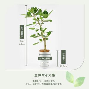 ふるさと納税 指宿市 【観葉植物】フィカスベン...の詳細画像2