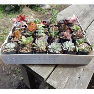 ふるさと納税 安中市 多肉植物24種詰め合わせセット(品種お任せ)