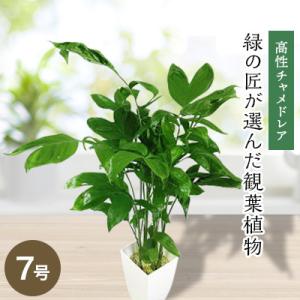 ふるさと納税 松浦市 緑の匠が選んだ観葉植物 素敵な空間づくりに 高性チャメドレア 7号