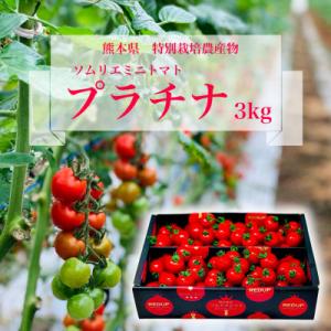 ふるさと納税 玉名市 【特別栽培農産物】高濃度フルーツトマト「ソムリエミニトマト　プラチナ3kg」約...