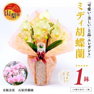 ふるさと納税 山梨県 ミディ胡蝶蘭　山梨県産　鉢サイズ4寸　2本立て　石原洋蘭園　ギフトや贈答品におすすめです。