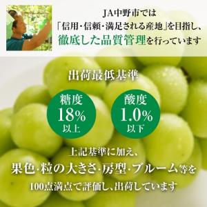 ふるさと納税 中野市 【2026年発送】シャイ...の詳細画像2