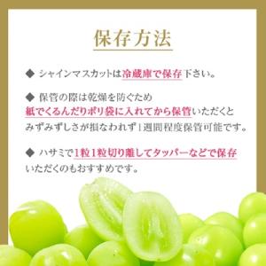 ふるさと納税 中野市 【2026年発送】シャイ...の詳細画像3