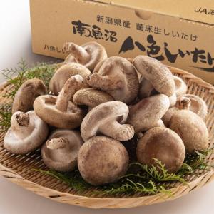 ふるさと納税 南魚沼市 厚いにもほどがある　八色しいたけ1kg