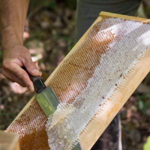 ふるさと納税 能勢町 【RAW HONEY】風...の詳細画像2