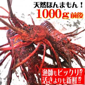 ふるさと納税 東洋町 活き〆伊勢海老1000g(2〜5尾)天然高知県産　刺身OK!誰でも簡単調理説明書付き。