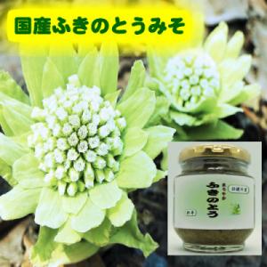 蕗の薹 通販 山菜 ふきのとう 500g前後 フキ味噌 用フキノトウ（少し